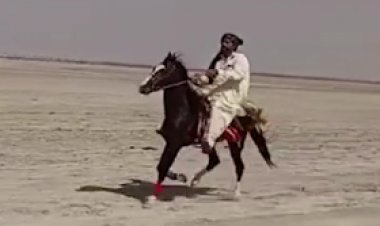 तूफान : रोज मक्खन, घी और शहद मिला खिलाते हैं खाना, सर्दियों में बादाम-पिस्ता; साल में जीत चुका 4 रेस
