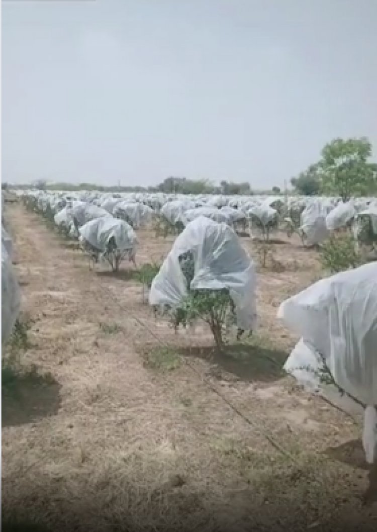 मोबाइल से ऑपरेट करते हैं अनार का बगीचा:कपड़ों के बिजनेसमैन ने स्पेन से सीखी खेती, घरवाले देते थे ताना